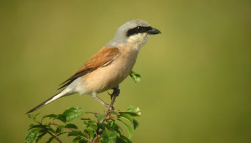 À la découverte des oiseaux du bocage de Senailly